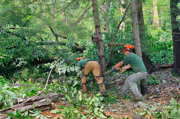 Trusted Griffin, GA Tree Care Services Experts