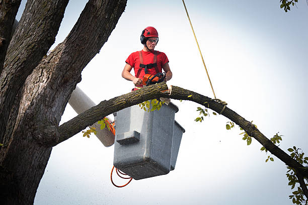 Tree and Shrub Care in Griffin, GA