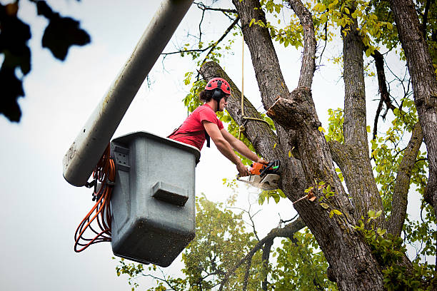 Best Fruit Tree Pruning  in Griffin, GA