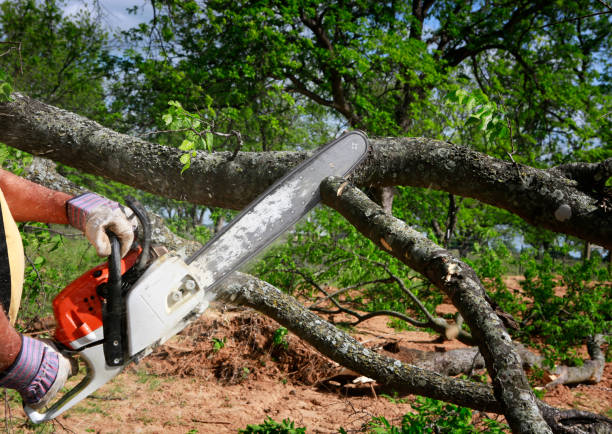 Best Tree Cabling and Bracing  in Griffin, GA