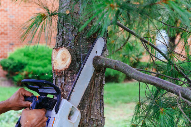 Best Emergency Tree Removal  in Griffin, GA